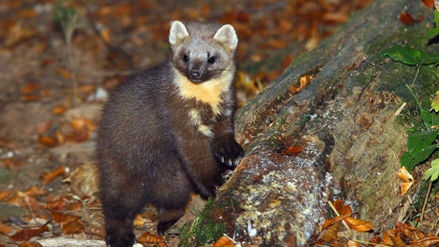 Koronavirus desetkovao farme kuna: Španjolska usmrtila 93.000 ovih životinja