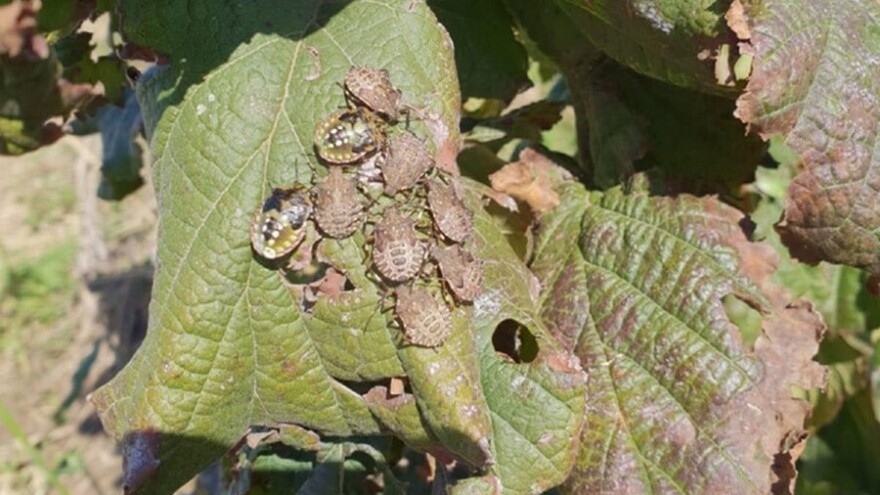 Smrdljivi martini uništili preko 40% uroda lješnjaka