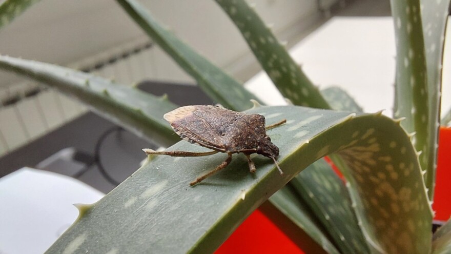 Smrdibube: Ljetos na bilju sad u kući, kako ih se otarasiti?