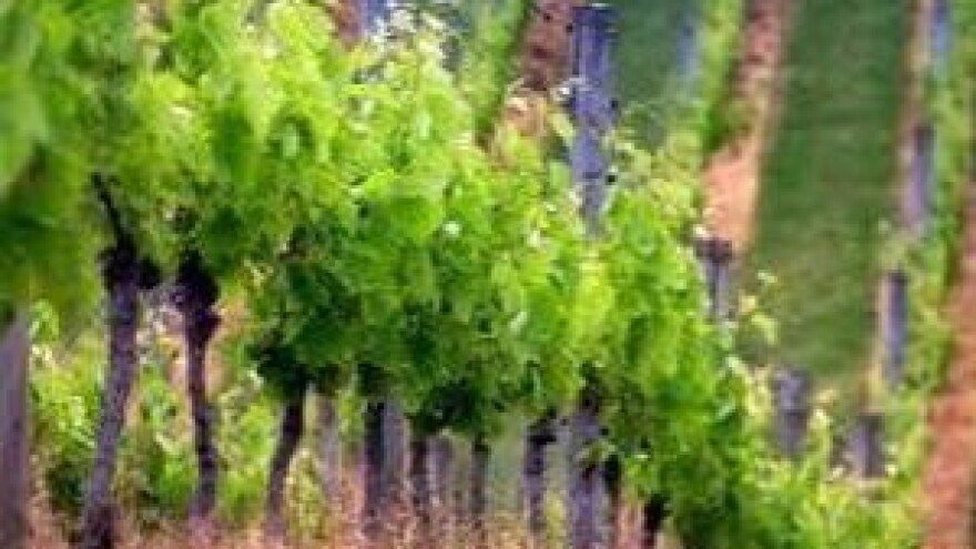 Manifestacija "Martinje v Zagrebu"