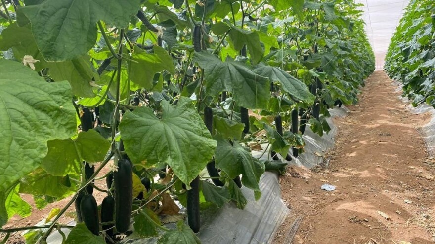 Tvrtka Bejo Zaden predstavila dva nova hibrida krastavaca