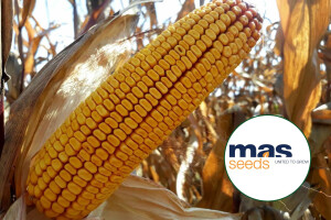 MAS seeds hibridi briljirali u pokusima Savjetodavne službe - MAS 56 A apsolutni rekorder!