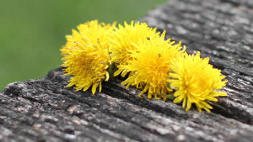 Hrvatski seljački savez bez predsjednika