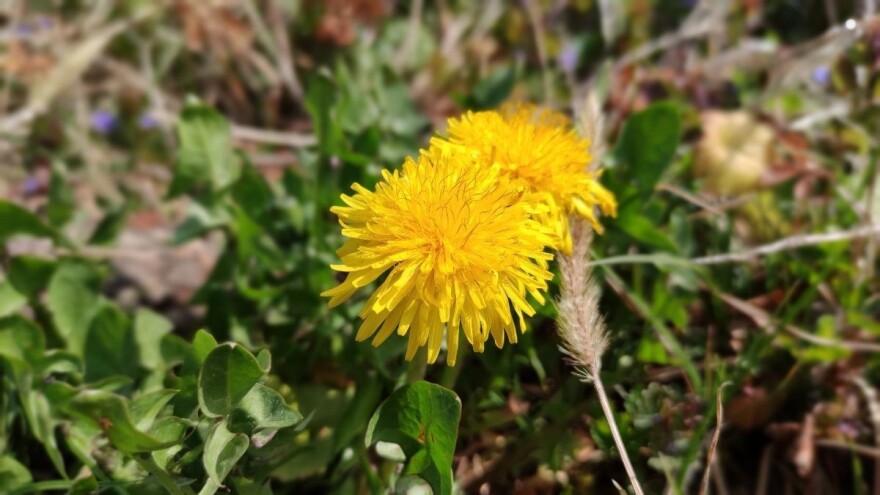 Što kaže znanost o maslačku i dijabetesu?