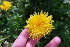 Hljeba i maslačka: Kakvog mu je okusa cvijet?