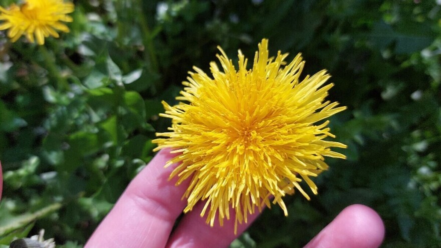 Kruha i maslačka: Kakvog mu je okusa cvijet?