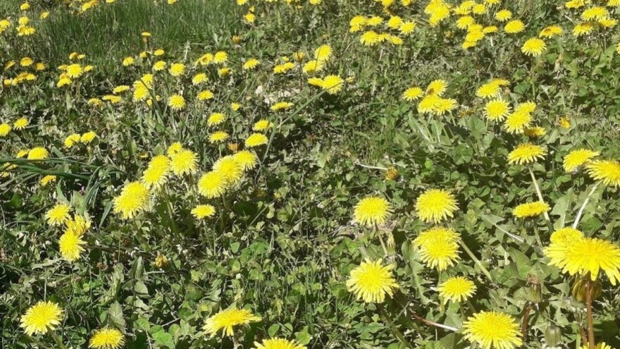 Iskoristite cvjetove maslačka za izradu zdravog sirupa