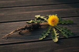 Maslačak - sve samo ne "obična" biljka!