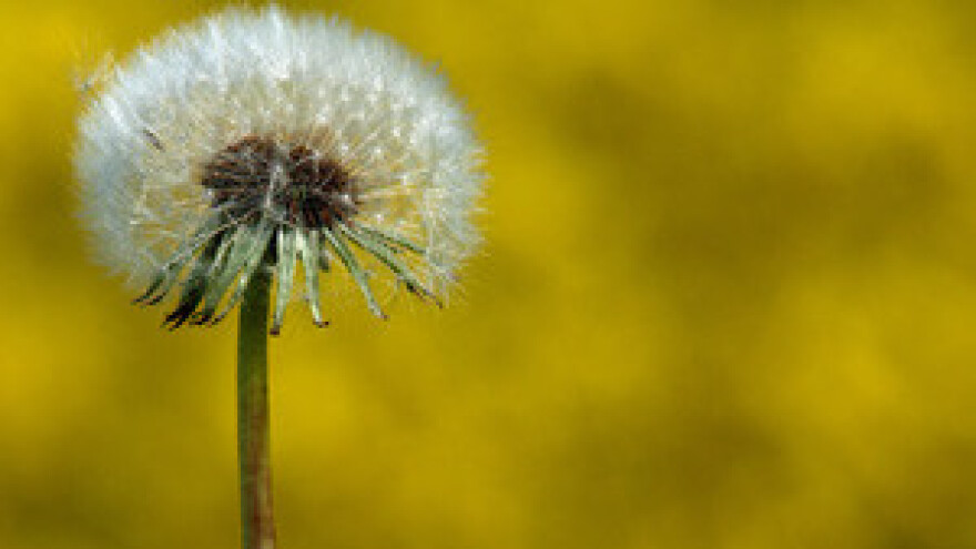 Sve veći interes za korištenje bioplina