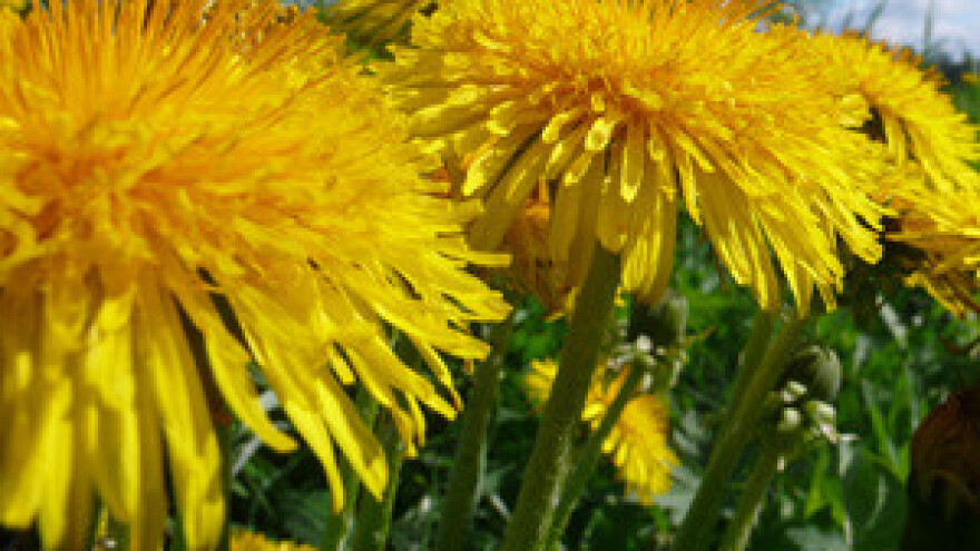 Laserskim topovima protiv korova!?