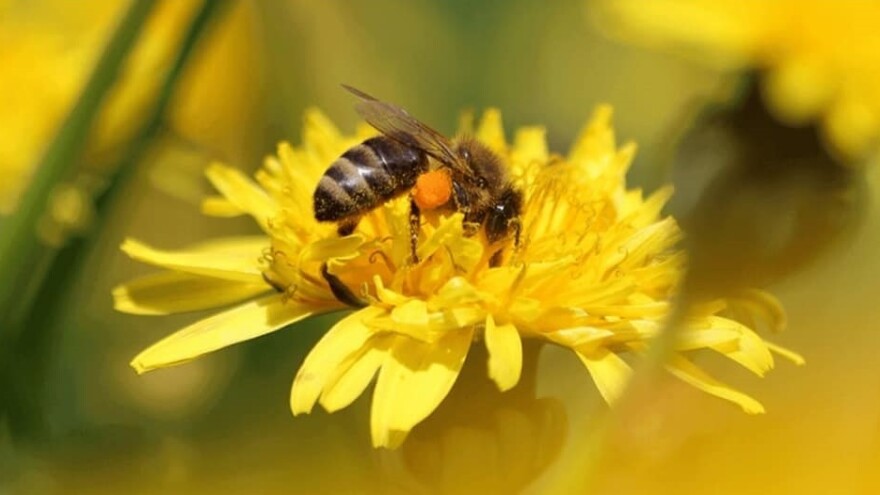 Nije kao od pčelica, ali je poslastica: napravite "med" od maslačka