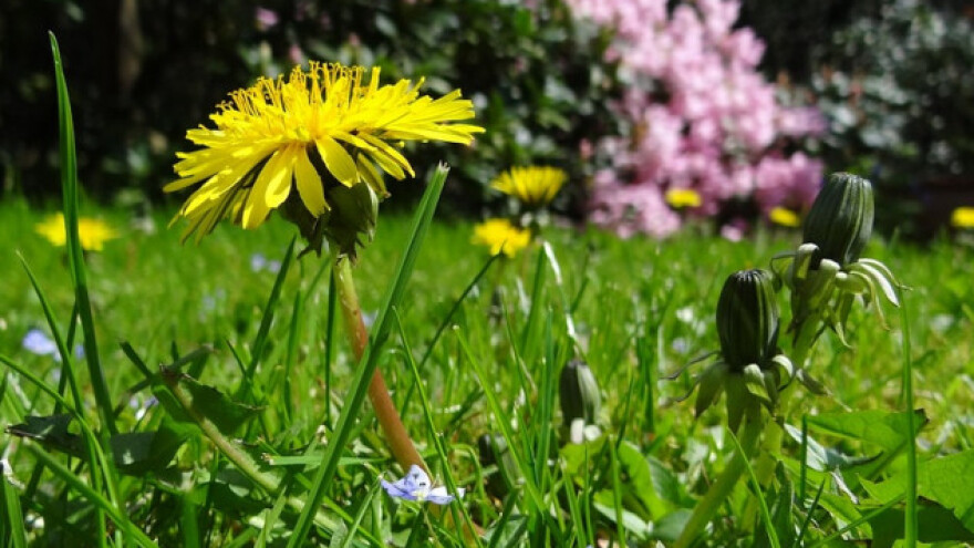 Korov koji koristi poljoprivrednicima