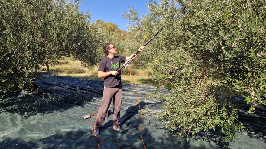 Teška je hrvatska poljoprivreda, pokazuje to i računica za obiteljsko maslinarstvo