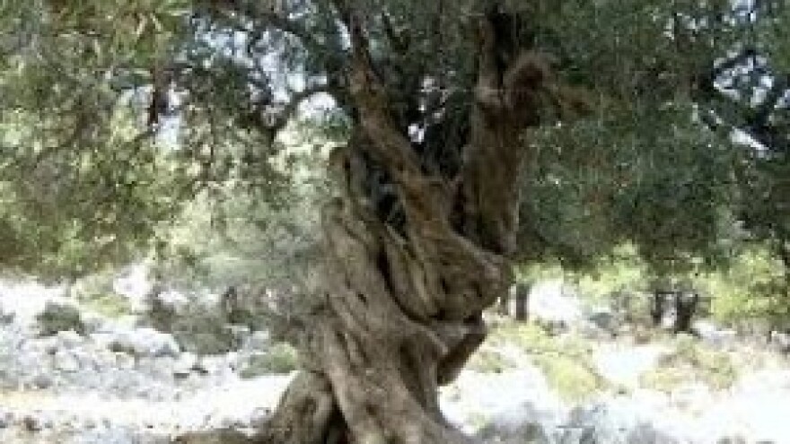 Zaštitite masline od bolesti paunova oka