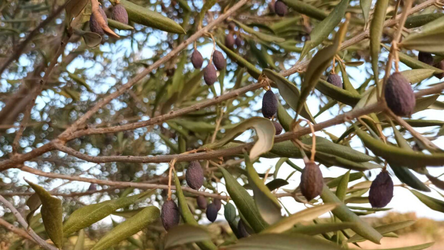 Kiša odlučuje kakva će biti sezona, maslinama bez očvrsnule koštice ne pomaže ni - Vakula