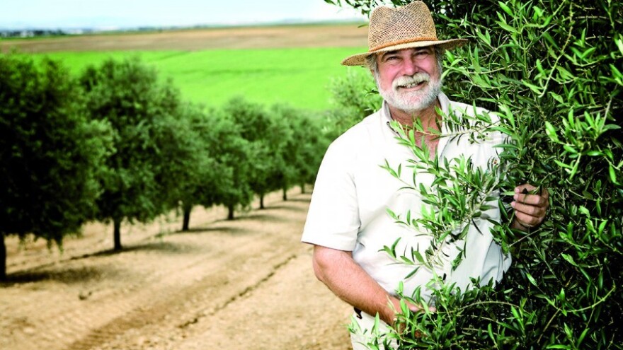 Zaštitite svoje masline od maslinine muhe!