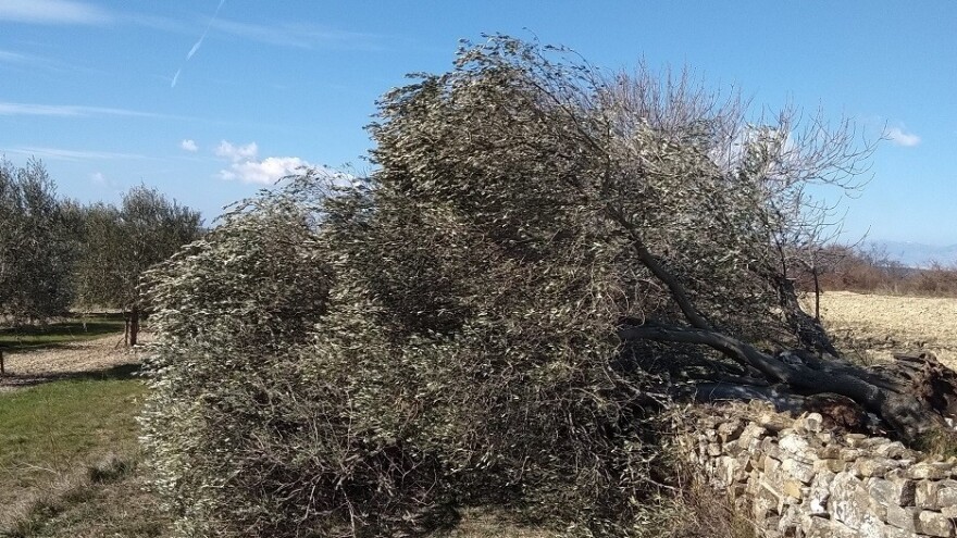 Lopovi ukrali stabla masline na njezin Svjetski dan