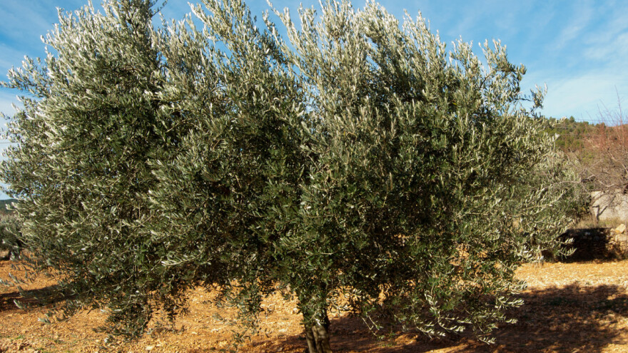 Vrijeme je za gnojidbu maslina