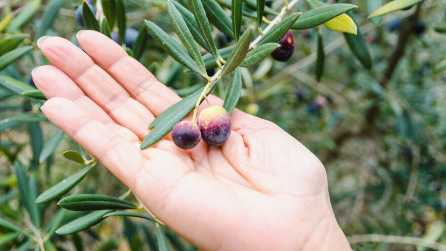 Armicarb novi eko fungicid, Asset-u nova dozvola!
