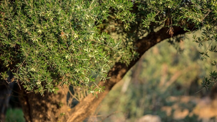 Nova opasna vrsta uši na maslini!