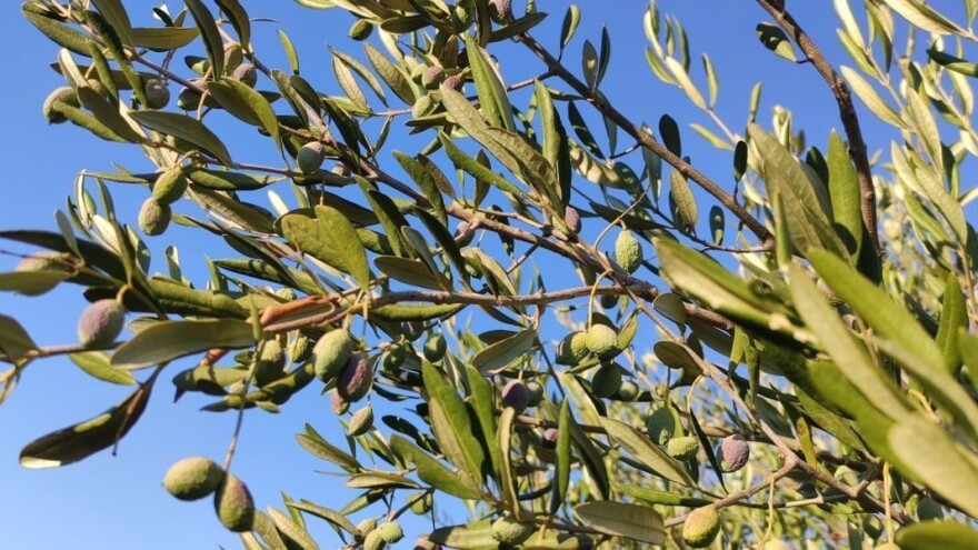 Zašto navodnjavanje i folijarna prihrana ne znače da "će trava biti skuplja od krave"?