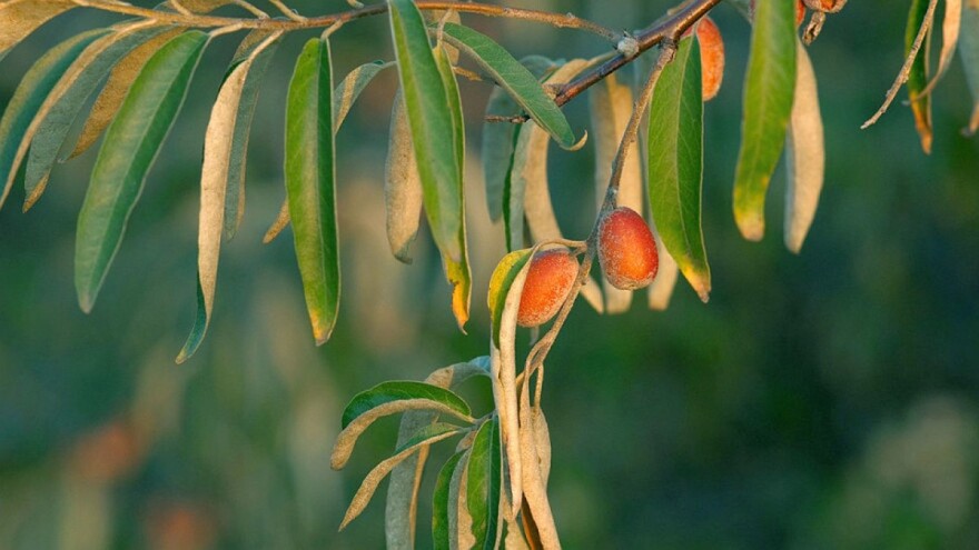 Ruske masline se mogu koristiti u borbi protiv bakterijskih bolesti na bilju?