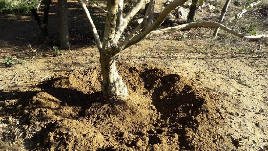Bijela trulež korijena stabla maslina