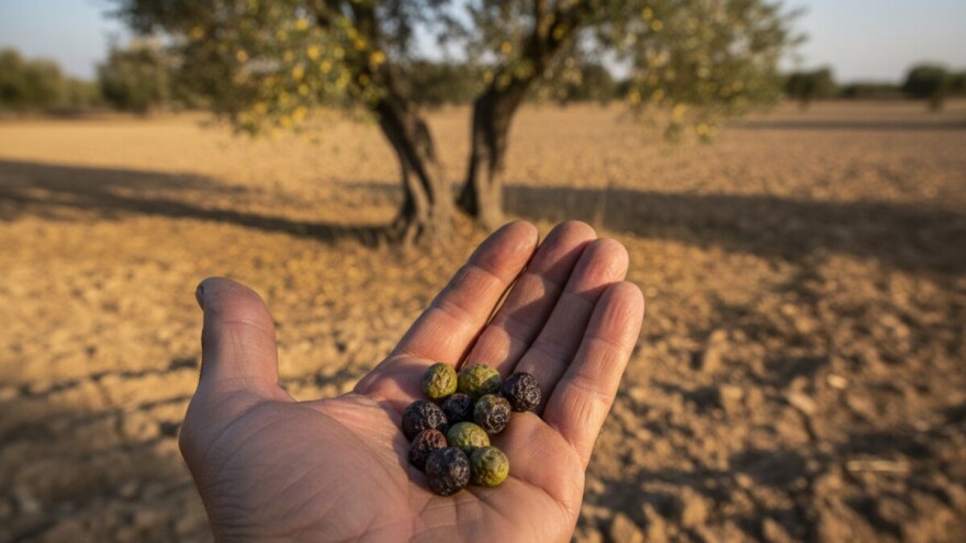 Maslina i ulja od 60 do 90 posto manje nego lani