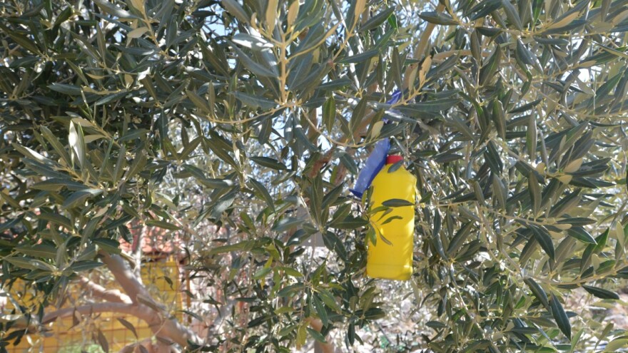 Do početka lipnja klopke za maslinovu, a do kraja istog mjeseca za orahovu muhu
