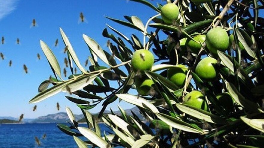 Vrijeme za zaštitu - započeo let maslinine muhe!