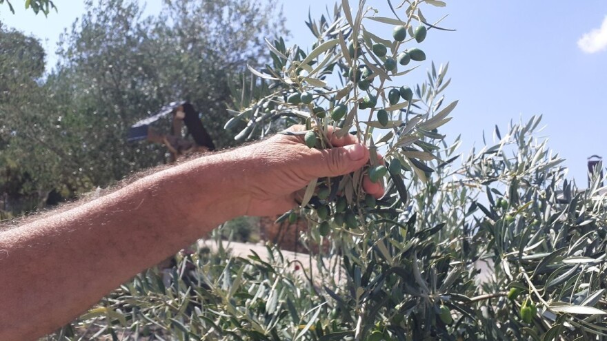 Stablo vrijedno skoro 1.000 KM uspijeva u hercegovačkom kršu