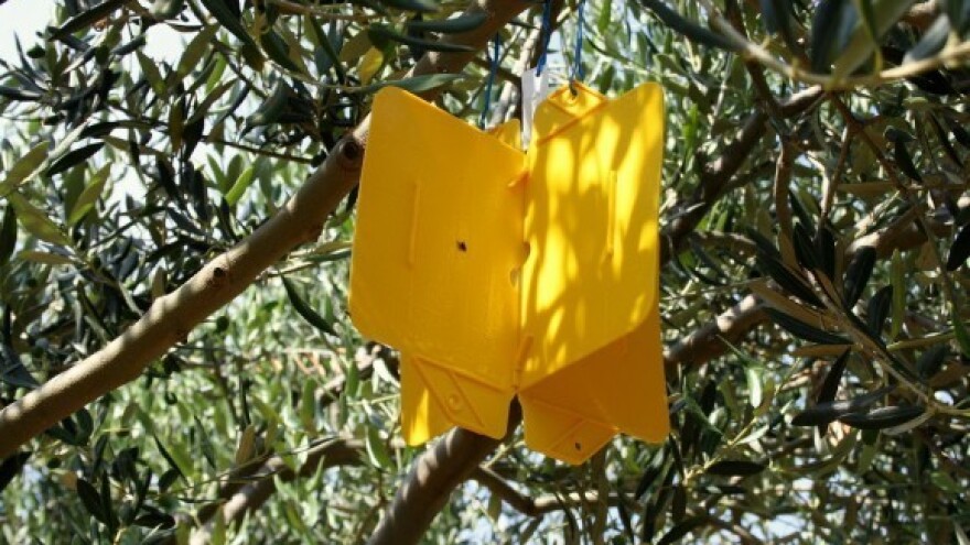 Masline i dalje treba štititi od maslinove muhe