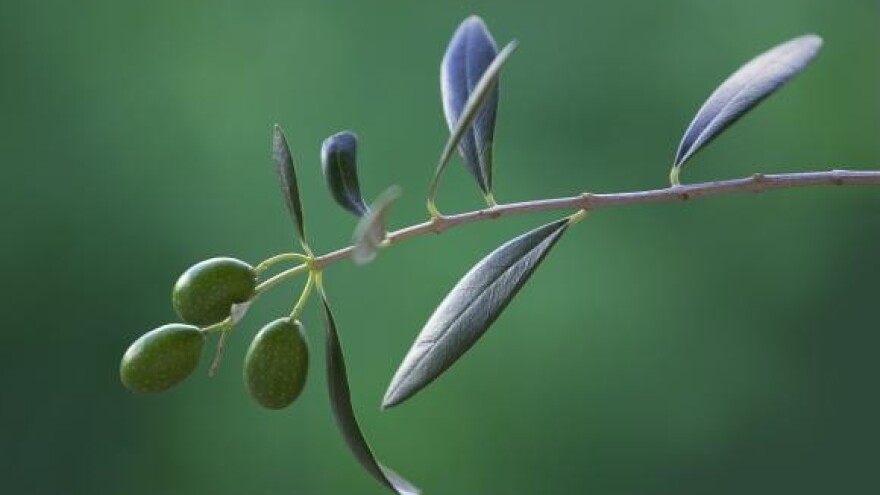 Centar maslinova ulja u Vodicama