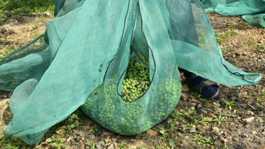 Klorofil - moćna molekula koja regenerira tijelo
