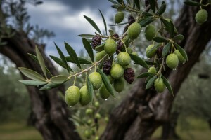 Maslina pod utjecajem svrdlaša i lošeg vremena