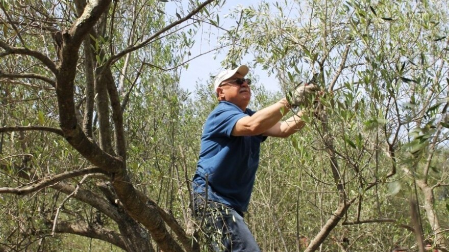Folijarnom prihranom do zdravije masline!