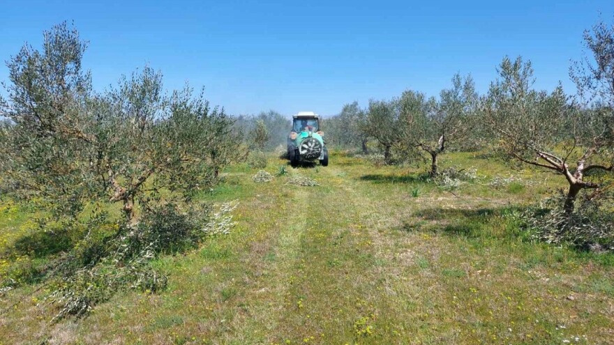Maslinari, zaštitite stabla od opasnog paunovog oka
