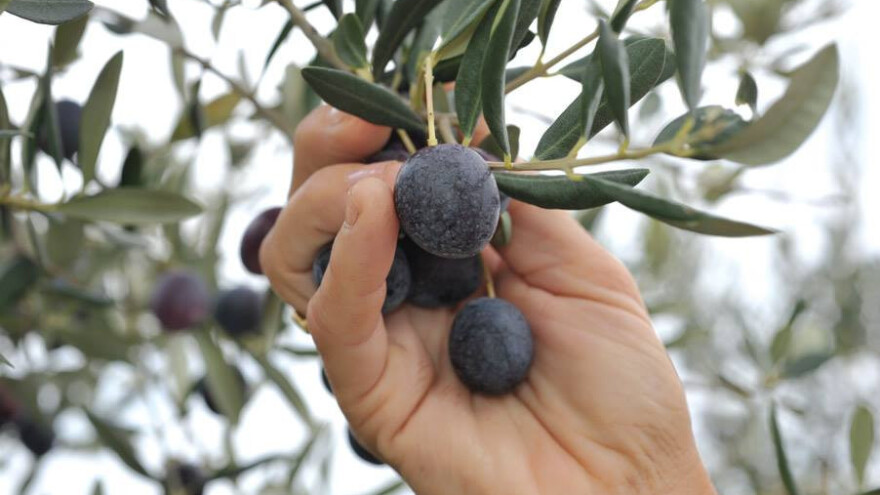 Jubilarna 15. Maslina Split 2018.