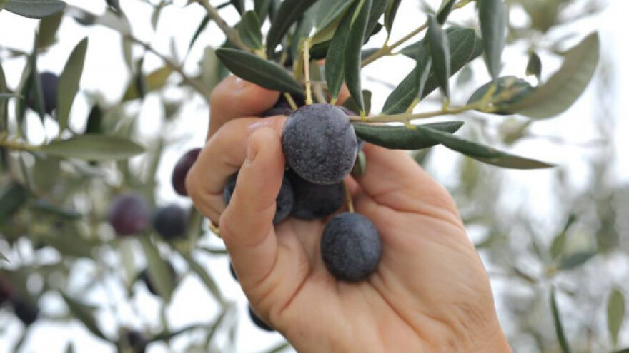 Jubilarna 15. Maslina Split 2018.