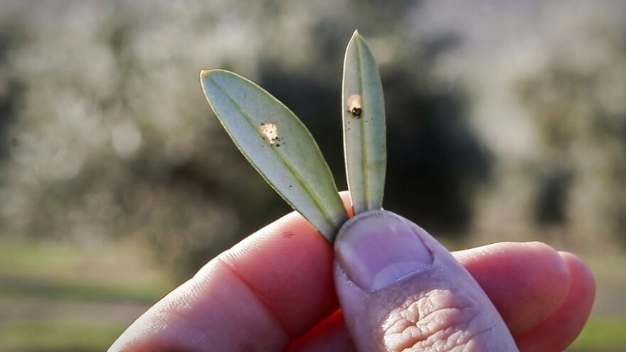 Za dobar urod provedite zaštitu masline na vrijeme
