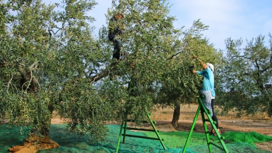 Zaraza verticiliozom i nakon 10 godina