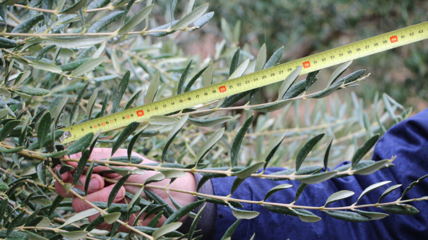 Water Retainer u višegodišnjim nasadima - čuvanje vlage u ljetnim mjesecima