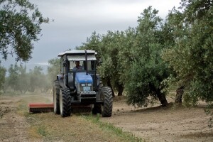 Zaštita masline tijekom ožujka