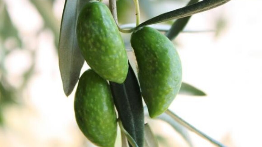 Subvencioniranje sadnje dugogodišnjih nasada