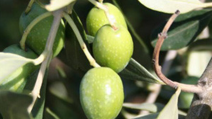 Vitez maslinova ulja