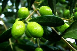 U EU-u Dalmatinci neće koristiti pesticide