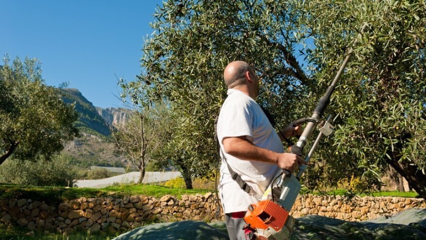 Rakovina prijeti maslinicima!