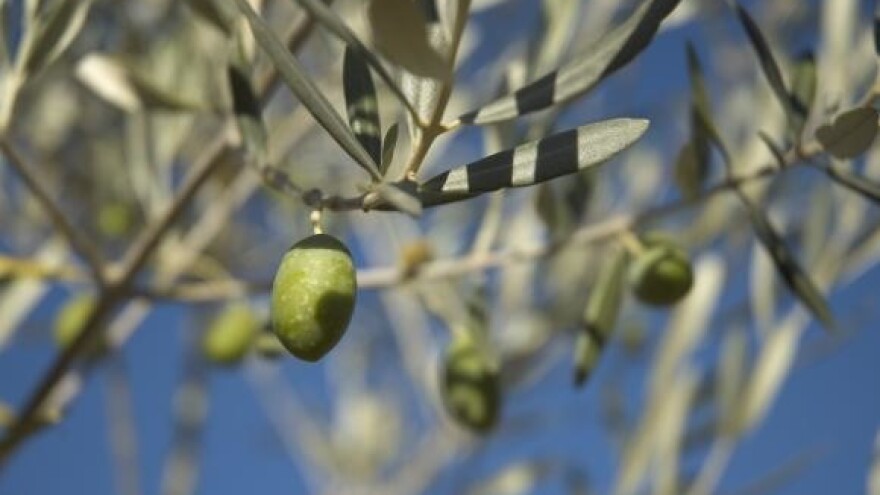 Maslinarstvo preteklo uzgoj vinove loze