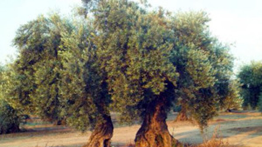 EU pomaže masline na Lunu koje - za Hrvatsku ne postoje!