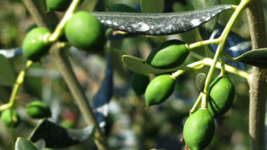 Europa će piti bračko ulje s milijun stabala masline